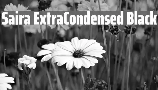 Saira ExtraCondensed Black Font examples