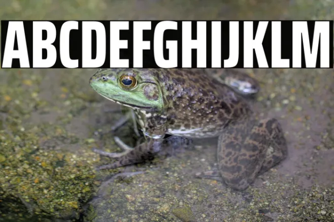 Saira ExtraCondensed ExtraBold Example 1