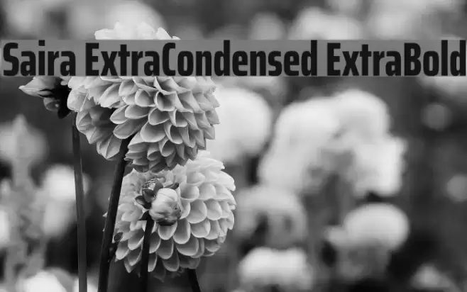 Saira ExtraCondensed ExtraBold Font examples
