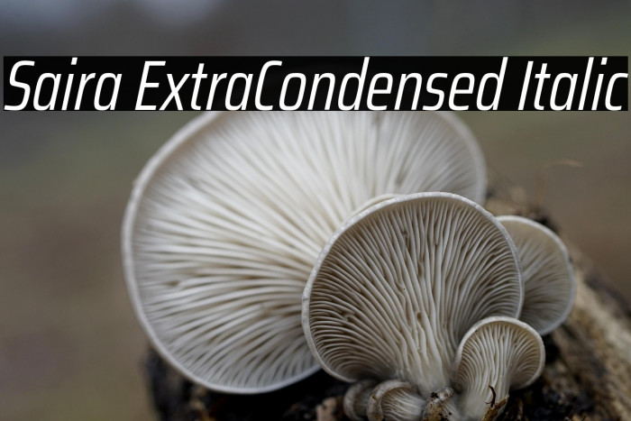 Saira ExtraCondensed Italic Example 1