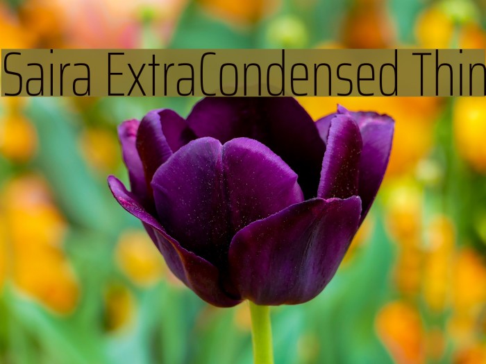 Saira ExtraCondensed Thin Font examples
