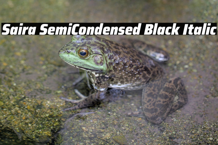 Saira SemiCondensed Black Italic Example 1