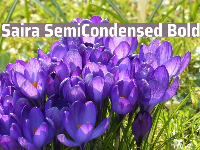 Saira SemiCondensed Bold Font examples