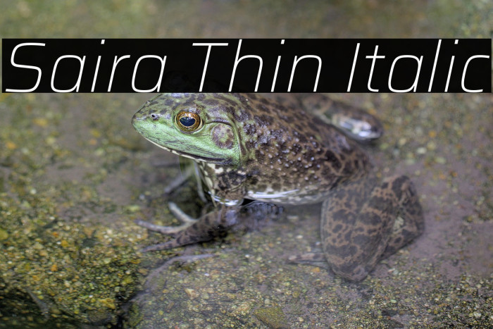 Saira Thin Italic Example 1