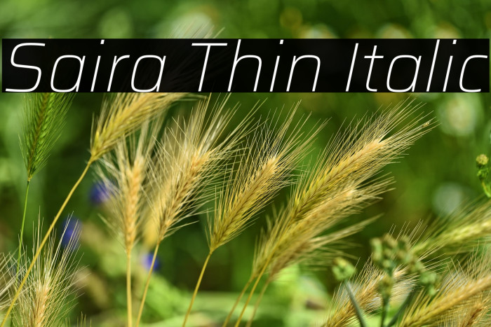 Saira Thin Italic Example 2