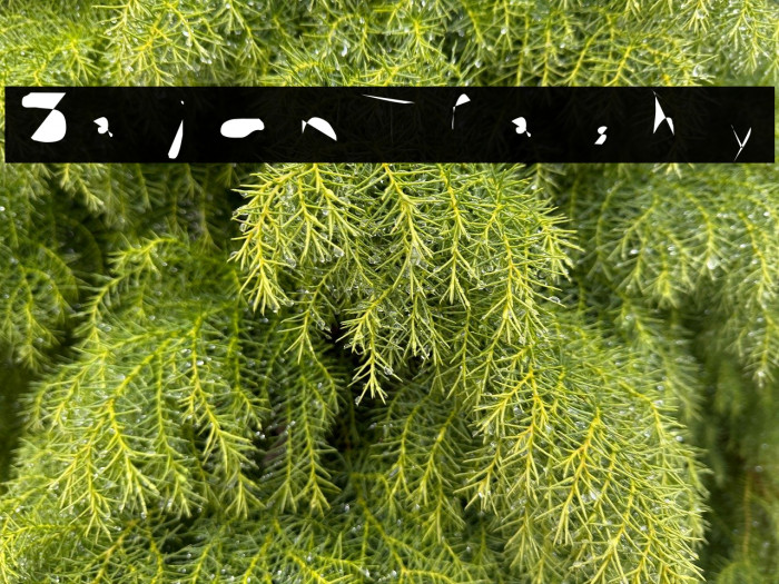 Sajon Trashy Example 1