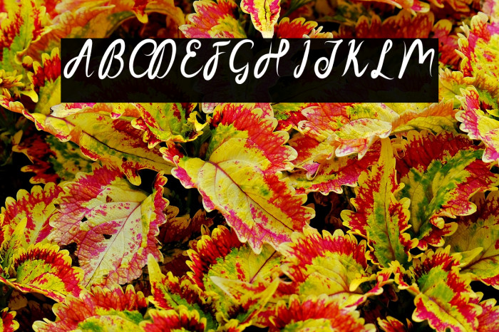 SakiraScript Example 3