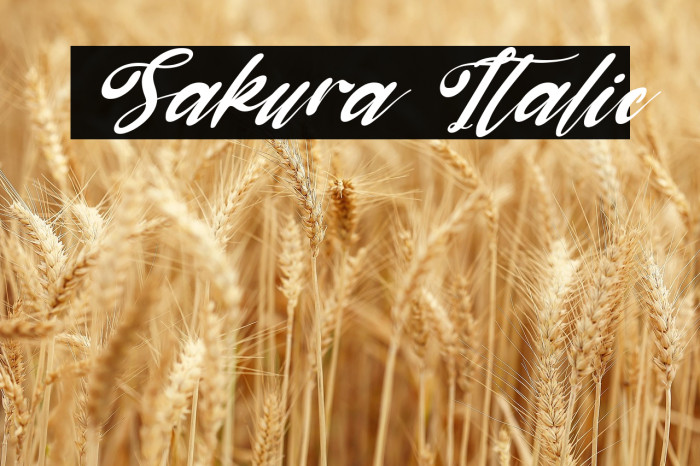 Sakura Italic Example 1