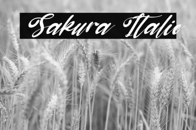 Sakura Italic Font examples