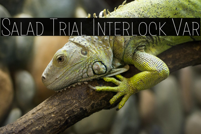 Salad Trial Interlock Var Example 1