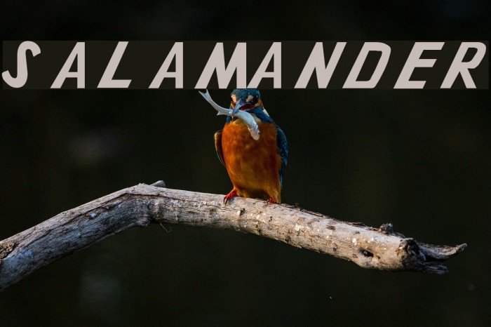 Salamander Font examples