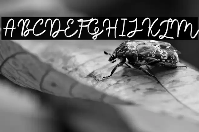 Sale Maker Script Script Schriftart examples