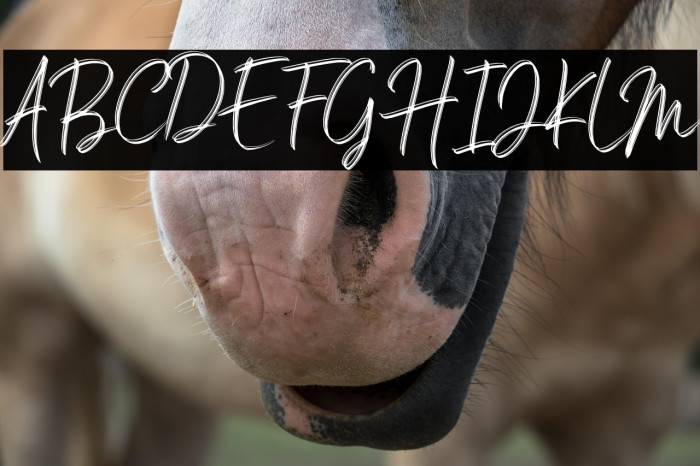 Salim DEMO Example 2