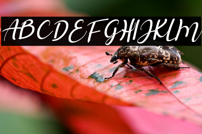 Salista Italic Example 3