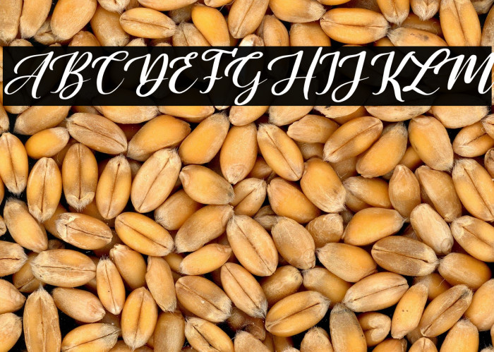 Sally & Smith Italic Example 1