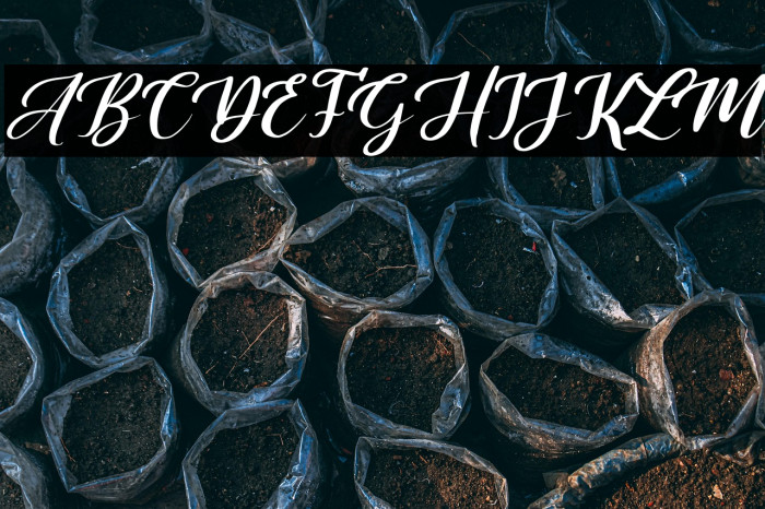 Sally & Smith Italic Example 3