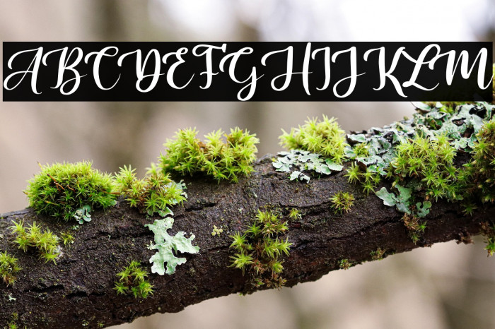 Sally & Smith Example 2