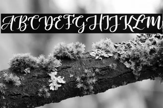 Sally & Smith Font examples