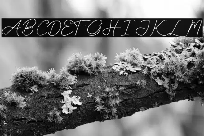 Sallytta Font examples