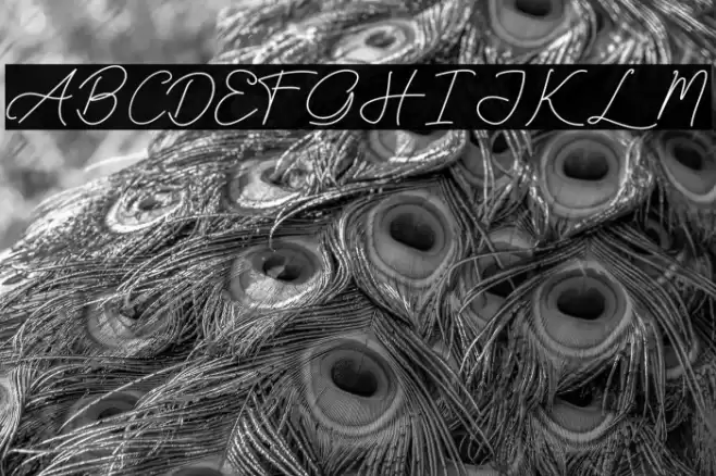 Sallytta Font examples