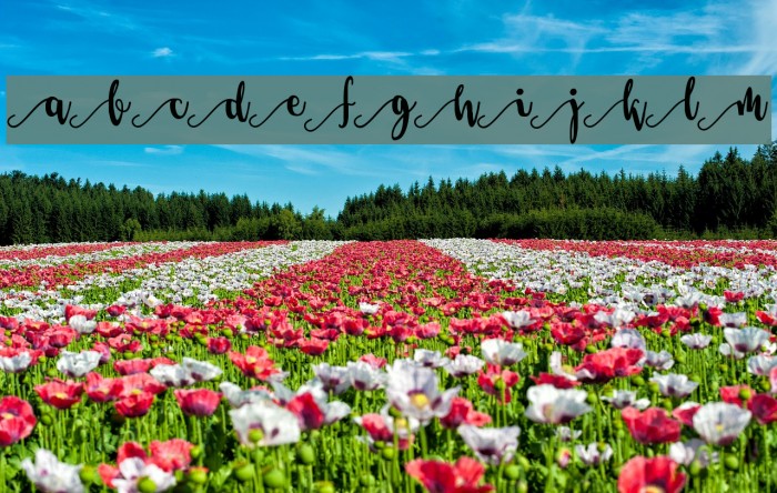 Salma Stylistic 3 Font examples