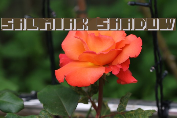Salmiak Shadow Font examples