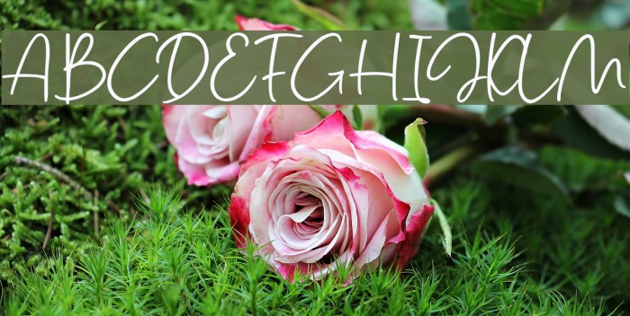 Salmon Script Font examples