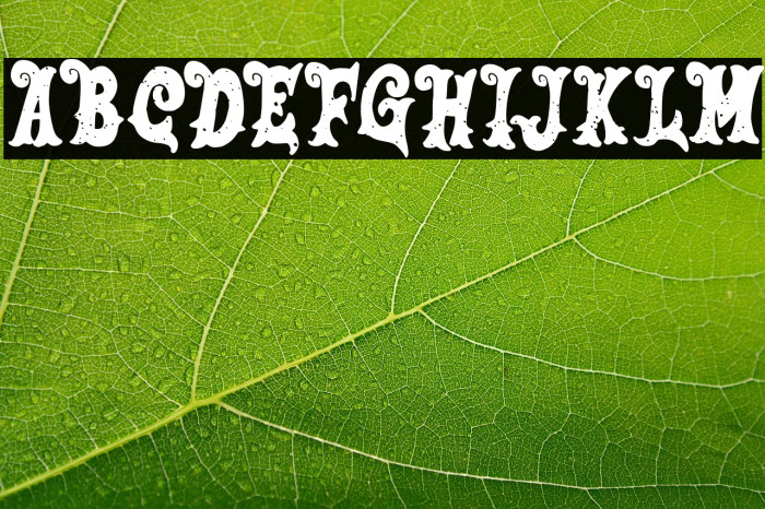 SalmonFREE Example 3