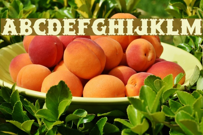 SaloonExt Th Font examples