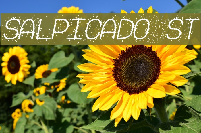 Salpicado St Font examples
