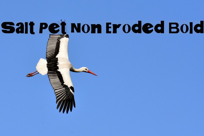 Salt Pet Non Eroded Bold Font examples
