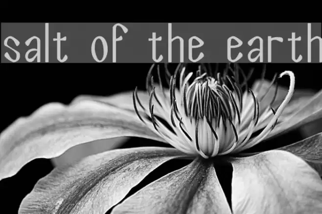 Salt of the Earth Font examples