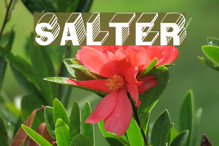 Salter Font examples