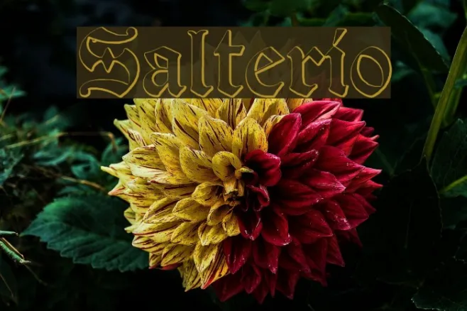 Salterio Example 1