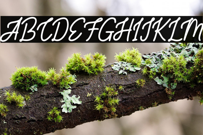 SaltilloFREE Example 2