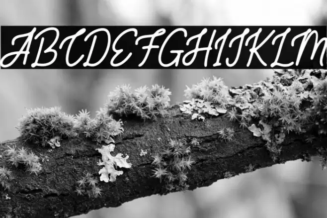 SaltilloFREE Font examples