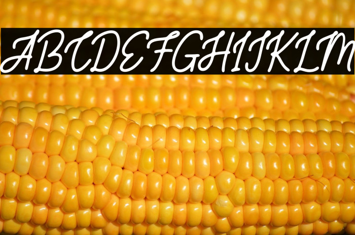 SaltilloFREE Example 3