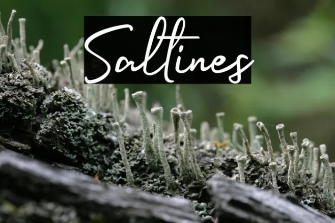 Saltines Example 3