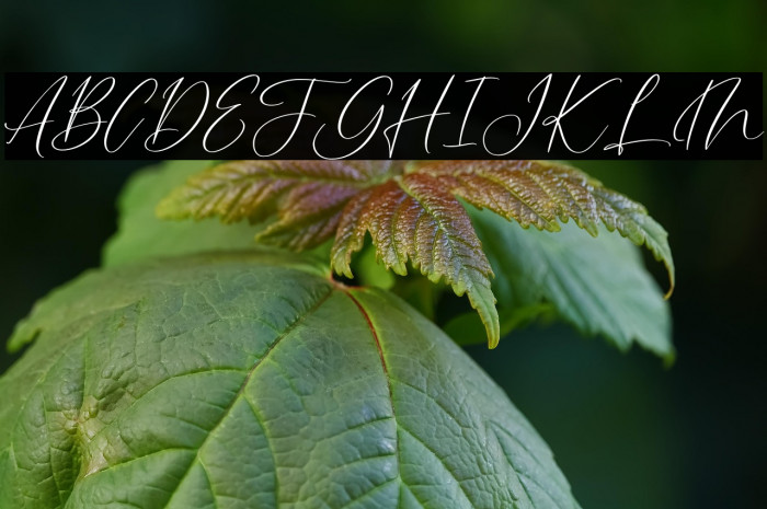 SaltingFREE Example 3