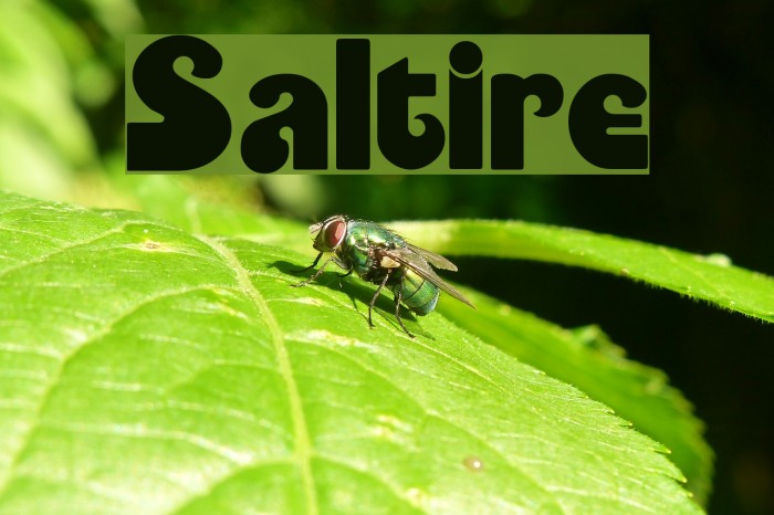 Saltire Font examples