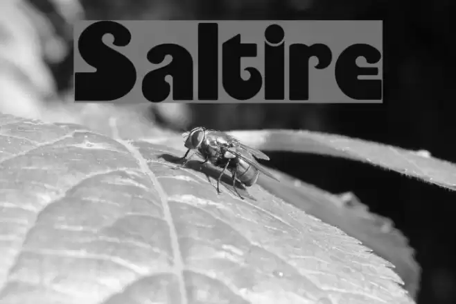 Saltire Font examples