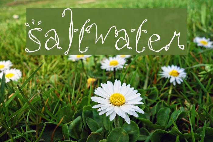 Saltwater Font examples
