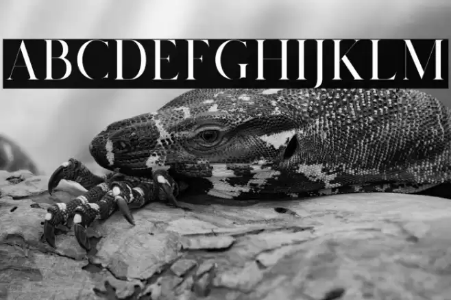 Salvalyn Font examples