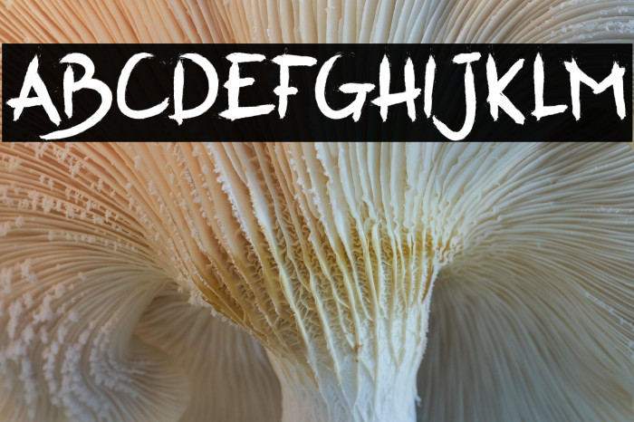 SalvationRegular Example 2