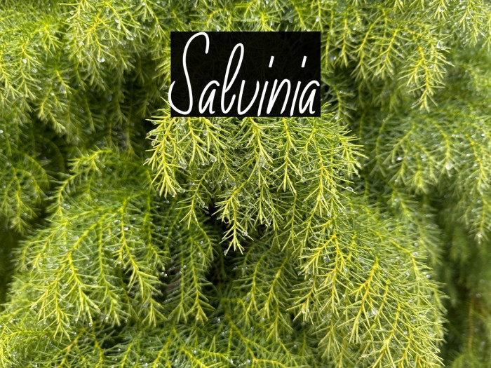 Salvinia Example 2