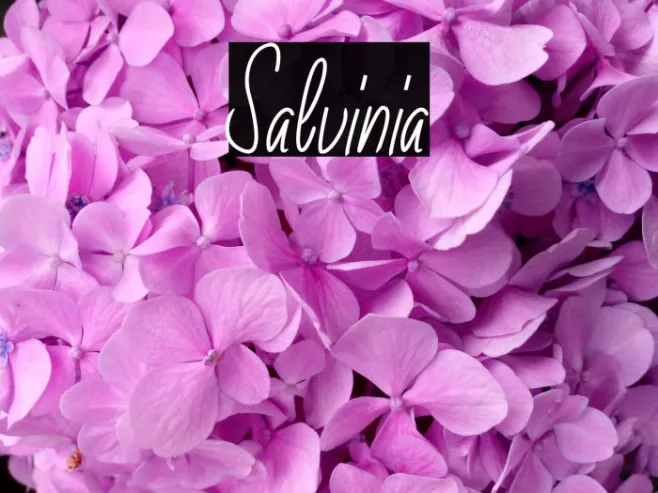 Salvinia Example 3