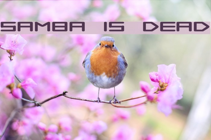 Samba is Dead Font examples