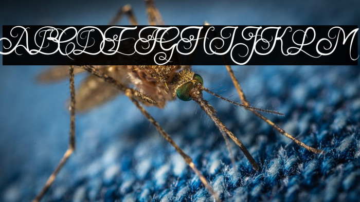 Samball Regular Example 2