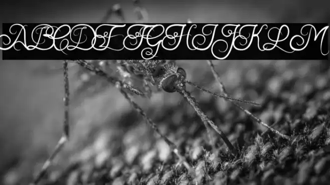 Samball Regular Font examples