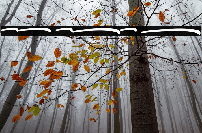 Samble Tracie_Swash Bold Example 3